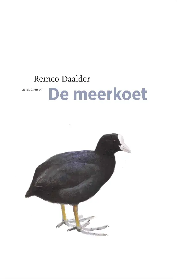 De meerkoet